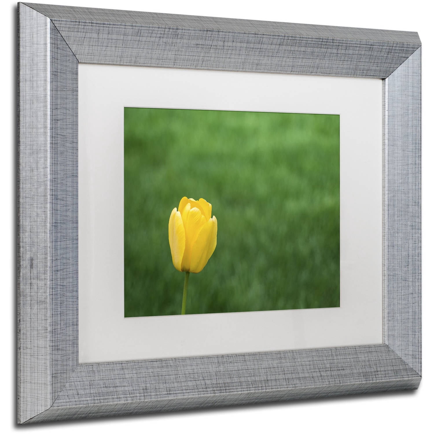 Trademark Fine Art "A Lone Yellow Tulip 2" Canvas Art by Kurt Shaffer, White Matte, Silver Frame