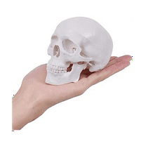 Mini Human Skull Model, 3 Parts Anatomical Skull Model with Removable Skull Cap and Articulated Mandible