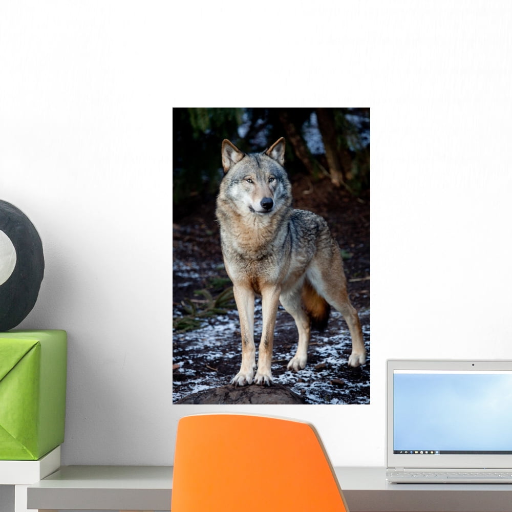 Wolf Wall Mural by Wallmonkeys Peel and Stick Graphic (18 in H x 12 in