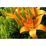 Tiger Lily 1000 Piece Jigsaw Puzzle 29.5 X 19.6'' Basswood Puzzle Large Size