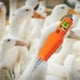 thumbnail image 5 of Herramientas y mejoras para el hogar Desplumadora de pollos Máquina de depilación de aves de corral de mano con carga eléctrica Desplumadora de pollos rápida, 5 of 5