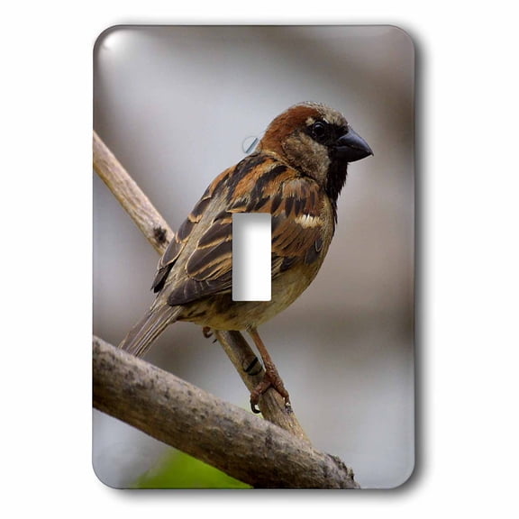 3dRose, House Sparrow, single toggle switch
