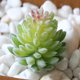 thumbnail image 4 of Gwong Decoración hogareña 1 unid Plastic Fake Artificial Succulents Plant Bonsai Garden Home Office Decor Gwong 21033212, 4 of 7
