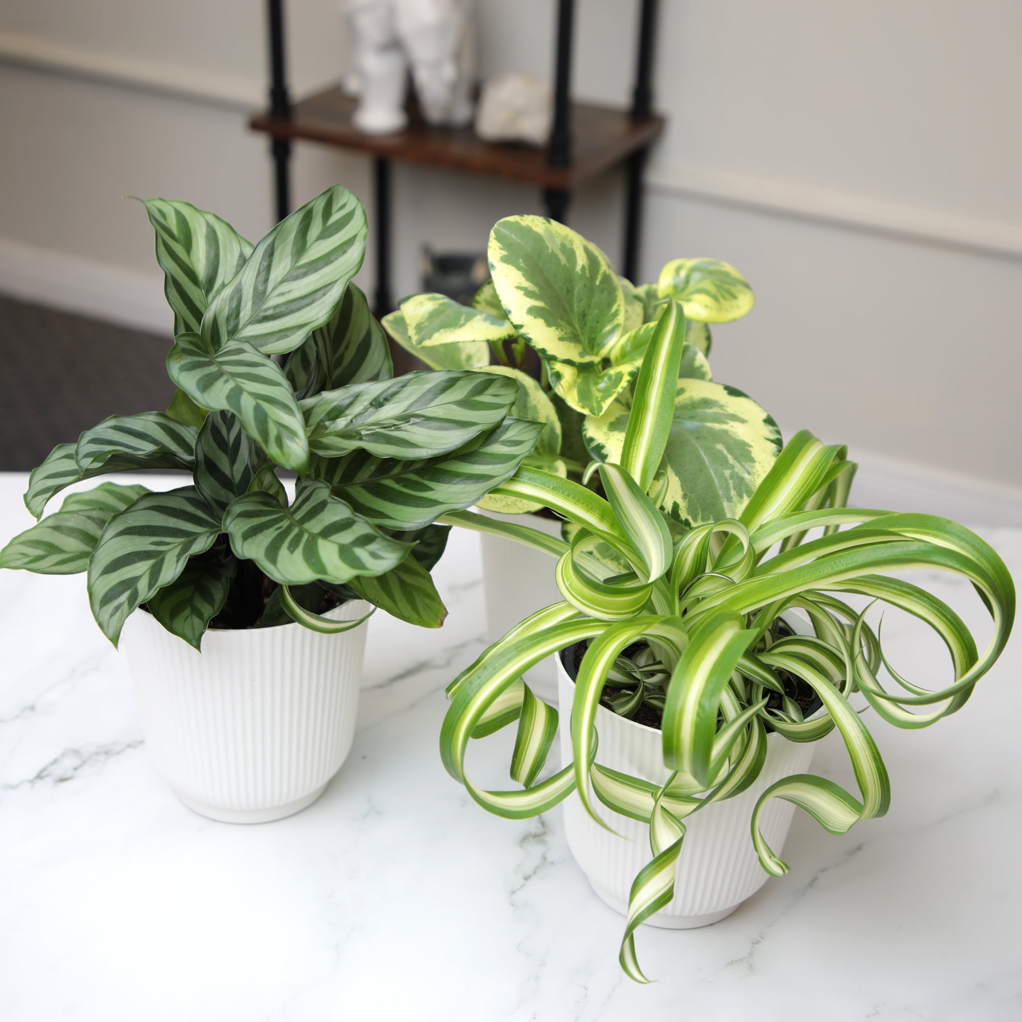 Element Pet Friendly House Plants in 4" White Pots (3 Count) Approx 10" Tall Live Plants