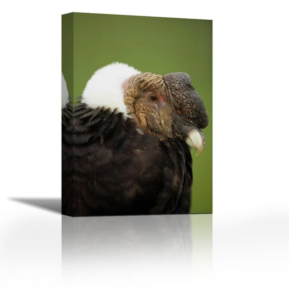 Andean Condor adult male raising ruff to keep head warm, Cayambe, Ecuador - Contemporary Fine Art Giclee on Canvas Gallery Wrap - wall décor - Art painting - 24 x 36 Inch - Ready to Hang