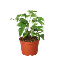 thumbnail image 6 of Rhaphidophora Tetrasperma Mini Monstera 'Ginny' - Live Air-Purifying Indoor Plant in Nursery Pot – Easy Care, Low Maintenance Houseplant for Home & Office Decor, Natural Air Cleaner, Best for, 6 of 7