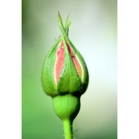 Closed Flower Bud Canvas Print Beautiful Flower  Bud  Red Closed  Rose Rosebud 