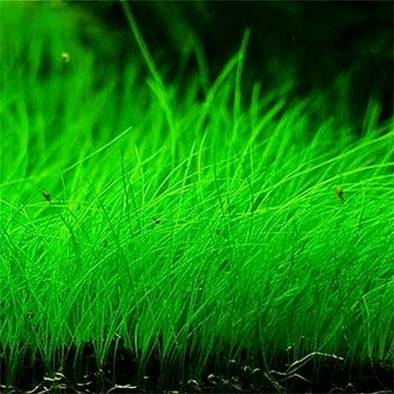 zellajake Aquarium Grass Plants Seeds Mini Hairy Grass Seeds 10G Fish Tank Aquarium Plant Aquatic Water Grass Plant Seeds Easy Grow