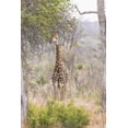thumbnail image 2 of Lord, Fred 11x14 White Modern Wood Framed Museum Art Print Titled - Africa, South Africa Giraffe stands under tree, 2 of 4