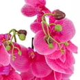 thumbnail image 3 of 21 in. Potted Purple Orchid Flower, 3 of 3