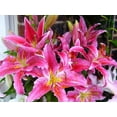thumbnail image 4 of 7in Lily Upgrade Live Plant, 4 of 4