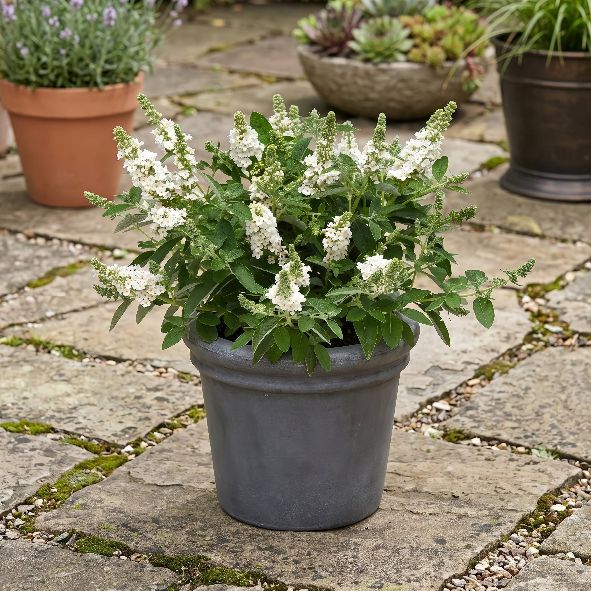 National Plant Network 3.25 in. Buddleia Chrysalis White (4-Pack)