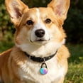 thumbnail image 4 of Ohmyroo Rechargeable Pet Collar Light Waterproof LED Safety Pendant For Night Walk, 4 of 5