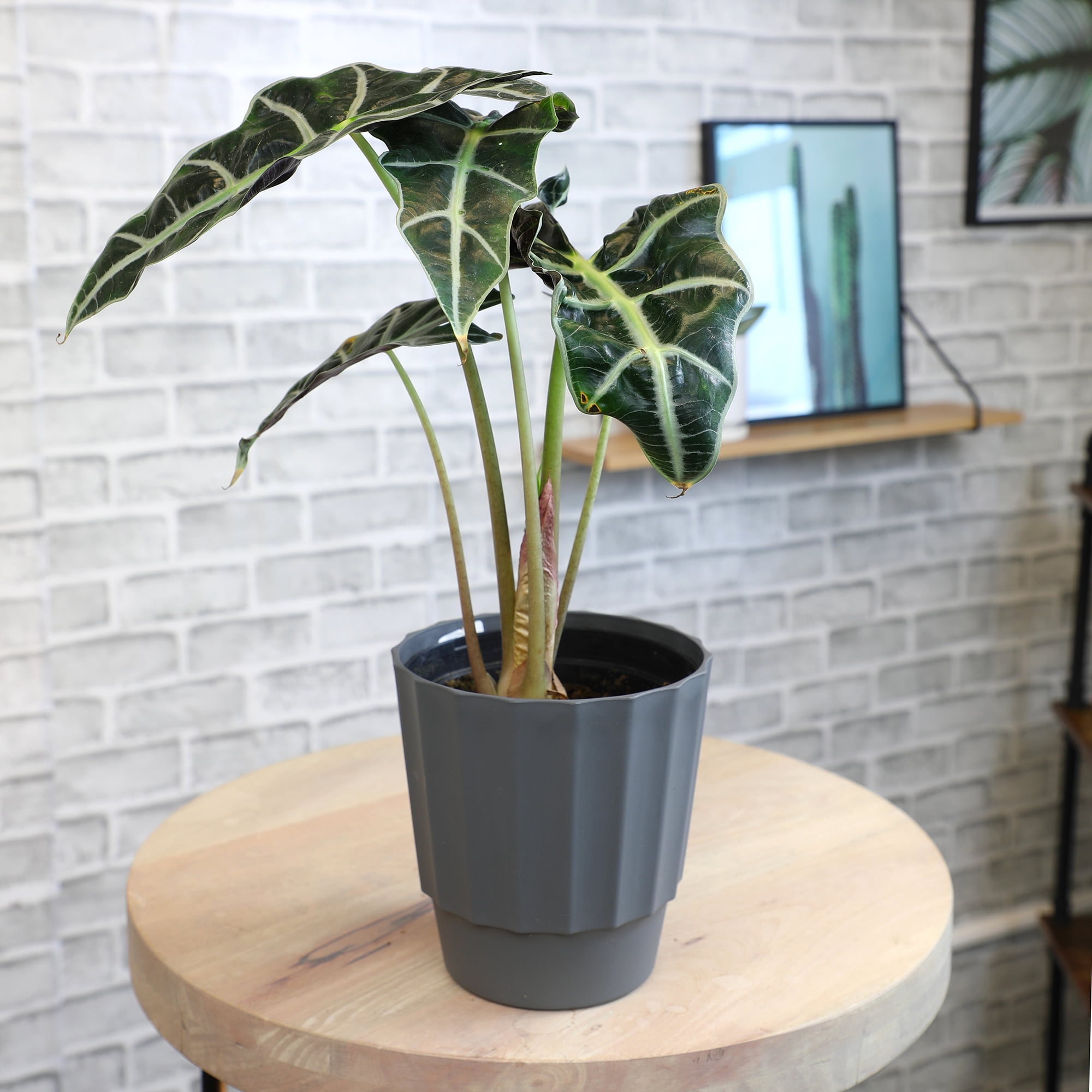 Element by Altman Plants 6in Alocasia Plant in H20 Self Watering Pot