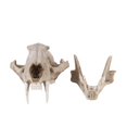 thumbnail image 4 of Oliegs Léopard Nui Maison Halloween Résine Animal Zoo Éducation Scientifique, 4 of 4