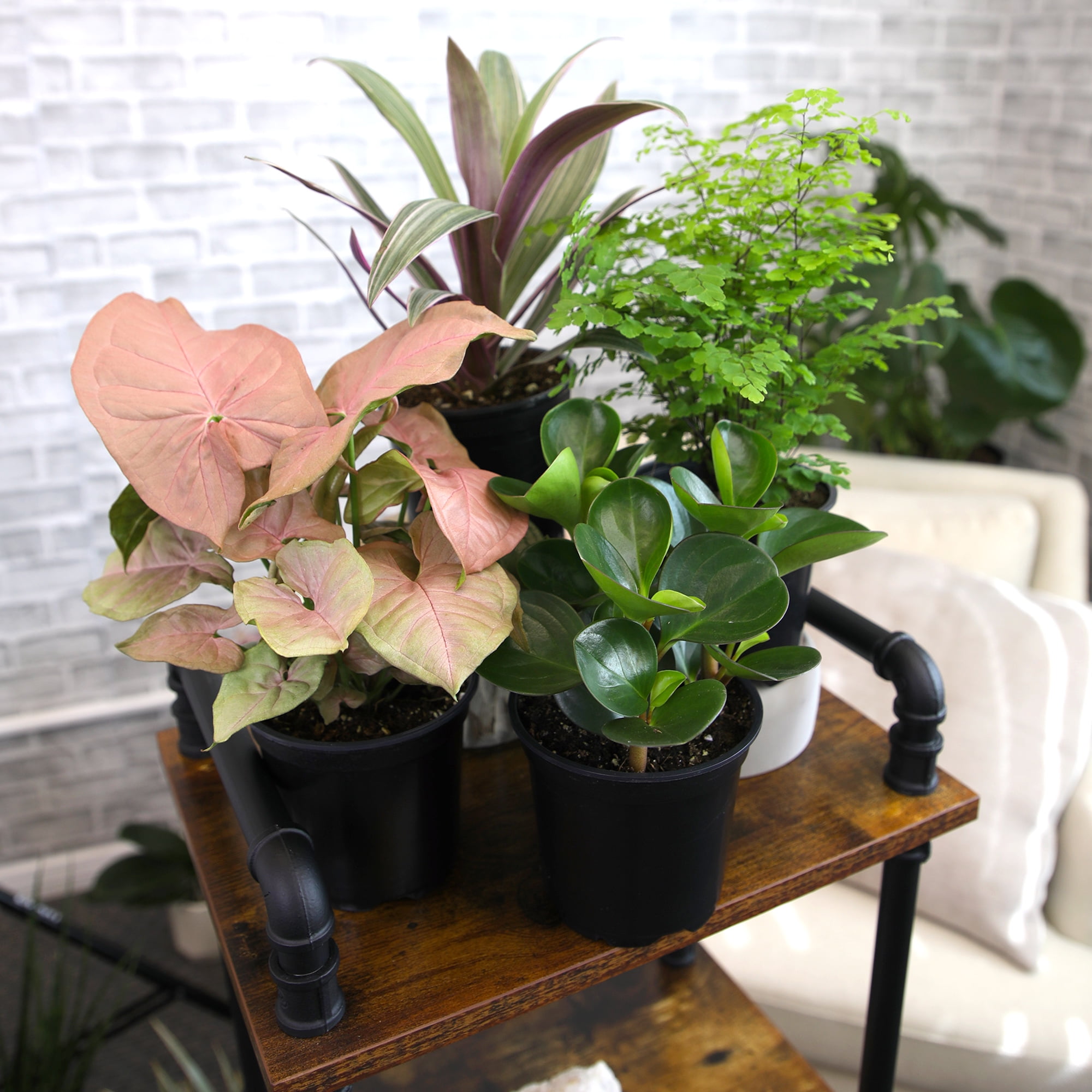 Classic House Plants (4PK) - Live Plants - Air Purifying Easy Plant Pack - 4.25 in Pots - Element by Altman Plants