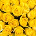 thumbnail image 4 of Yellow Roses - Farm Direct Fresh Cut Flowers 100 Stems, 4 of 8