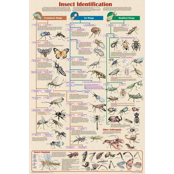 Insect Identification Educational Poster 24x36
