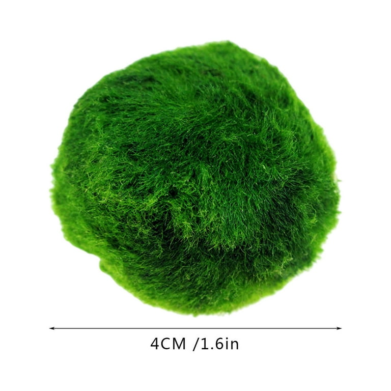 1 Marimo Moss Balls – Bloomin' Gems