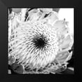 thumbnail image 2 of Urban Epiphany 15x15 Black Modern Framed Museum Art Print Titled - Protea Close Up, 2 of 5