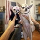 thumbnail image 4 of Maojin Toy Story Juguetes lindos de moda Mogwai muñecas hechas a mano Chihuahua SharPei perro estado decoración del hogar estatuilla accesorios decoraciones, 4 of 4