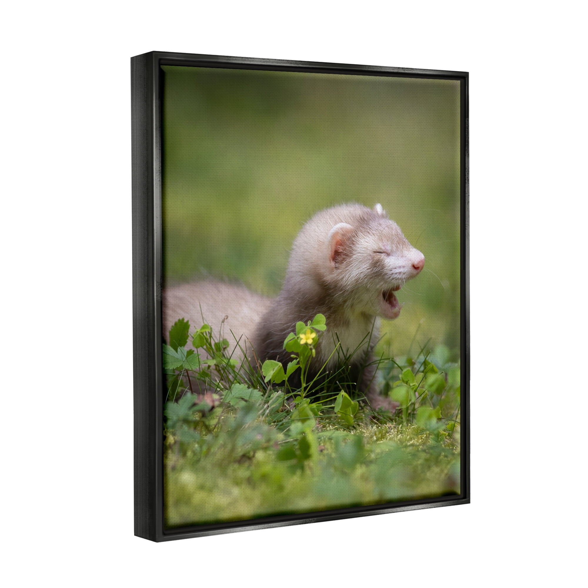 Stupell Industries Baby Ferret in Grass Animals & Insects Photography Black Floater Framed Canvas Art Print Wall Art, 25 x 31