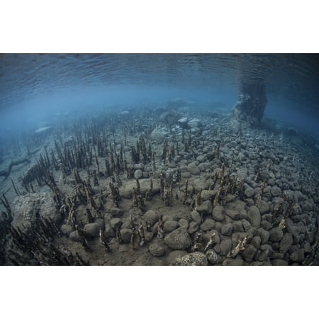Specialized mangrove roots called pneumatophores rise from the shallow seafloor of an island in Indonesia These roots act like snorkels and allow mangrove trees to breathe during low tide Poster