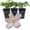 3 Plants, variant on Clematis Montana Elizabeth - Live Starter Plant in a 2 Inch Growers Pot - Starter Plants Ready for The Garden - Rare Clematis for Collectors