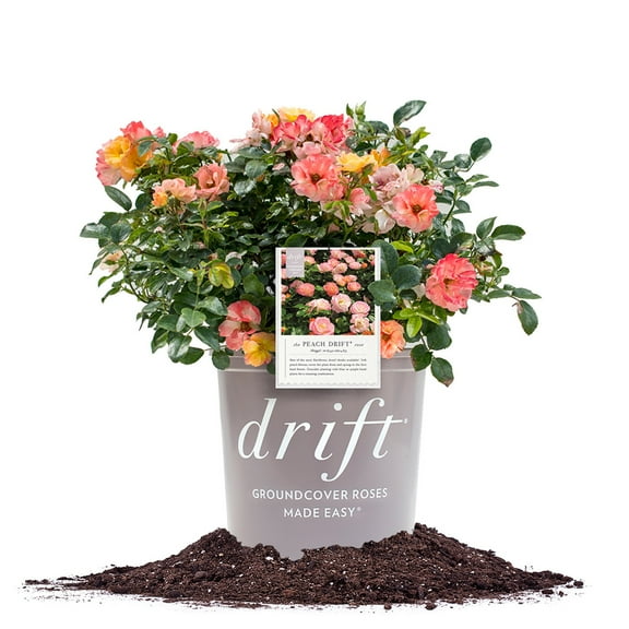 Perfect Plants Peach Drift® Rose 1 Gallon