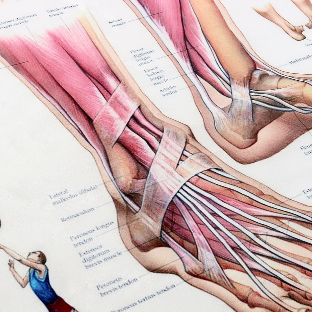 ANATOMY OF FOOT AND ANKLE Poster Anatomical Chart Human Body