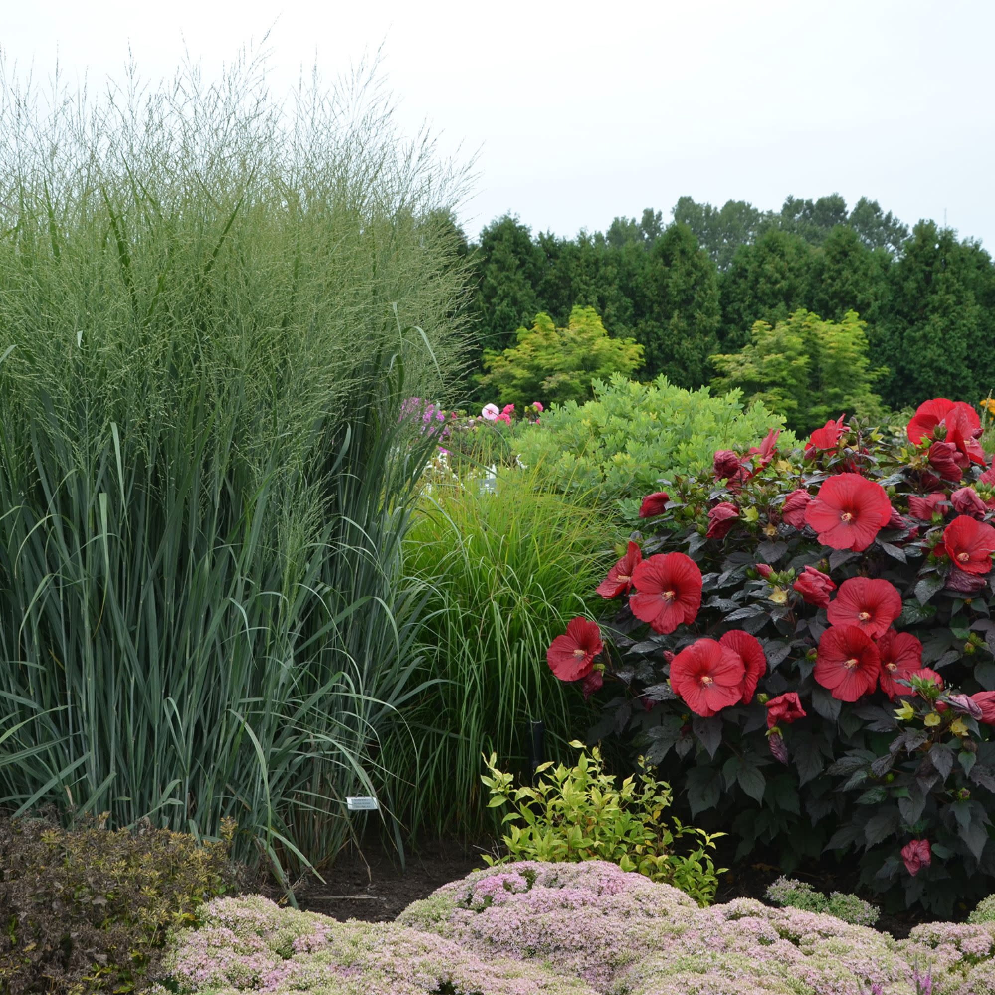 Proven Winners 5" Prairie Winds 'Totem Pole' Switch Grass Live Plant in 4.5" Pot (4 Count)