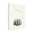 thumbnail image 2 of Vision Studio 'Graphic Succulents IV' Canvas Art, 2 of 3