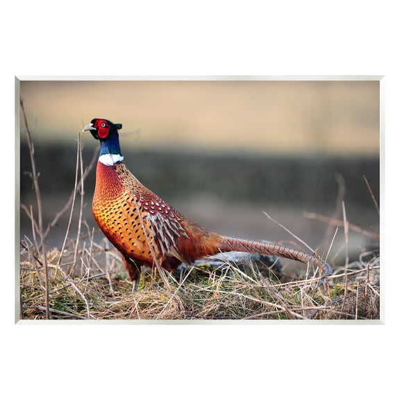 Stupell Industries Lone Pheasant Bird Grassy Forest Floor Wildlife Photograph Unframed Art Print Wall Art, Design by James Dobson