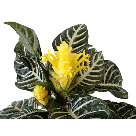 Aphelandra Zebra Plant - Exotic & Unusual House Plant - 4" Pot