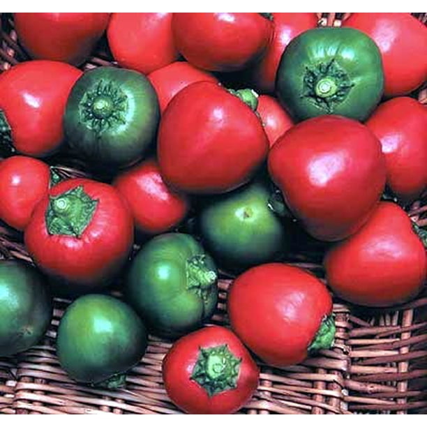 Tasty Hot Cherry Pepper 3 Plants 3" Pots Medium