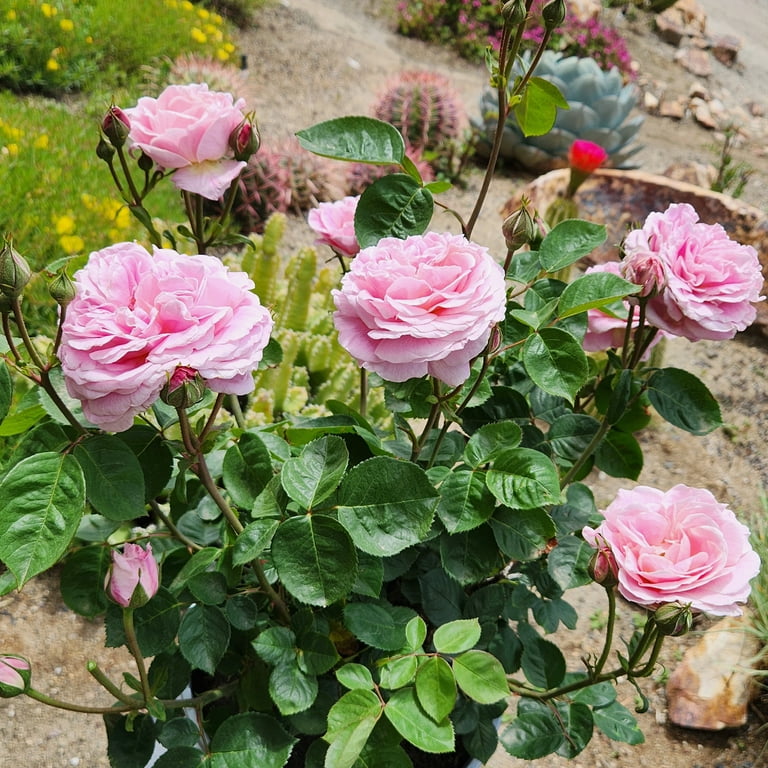 True Bloom by Altman Plants 'True Perfume' PP28929, Pink True Bloom by Altman Plants 'True Perfume' PP28929, Pink