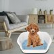 thumbnail image 5 of Inodoro con bandeja de arena Colco para Perros Pequeños Azul, 5 of 8