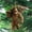A, variant on Christmas Sasquatch Ornament with Hanging, Wildlifes Wonders Collection Ornament, Christmas tree decoration,