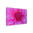 thumbnail image 2 of Trademark Fine Art 'Fuchia Pink Dahlia' Canvas Art by Cora Niele, 2 of 3