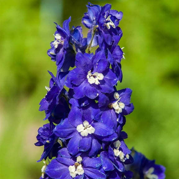 Pacific Giant Delphinium King Arthur Flower Seeds 500 Mg – Perennial Mix | Tall 48–60" Double Blooms | Attracts Butterflies | Indoor Start | Full Sun | Zones 3–8 | Non-GMO