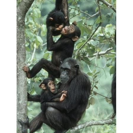Jane Goodall Institute, Chimpanzees, Gombe National Park, Tanzania Print Wall Art By Kristin