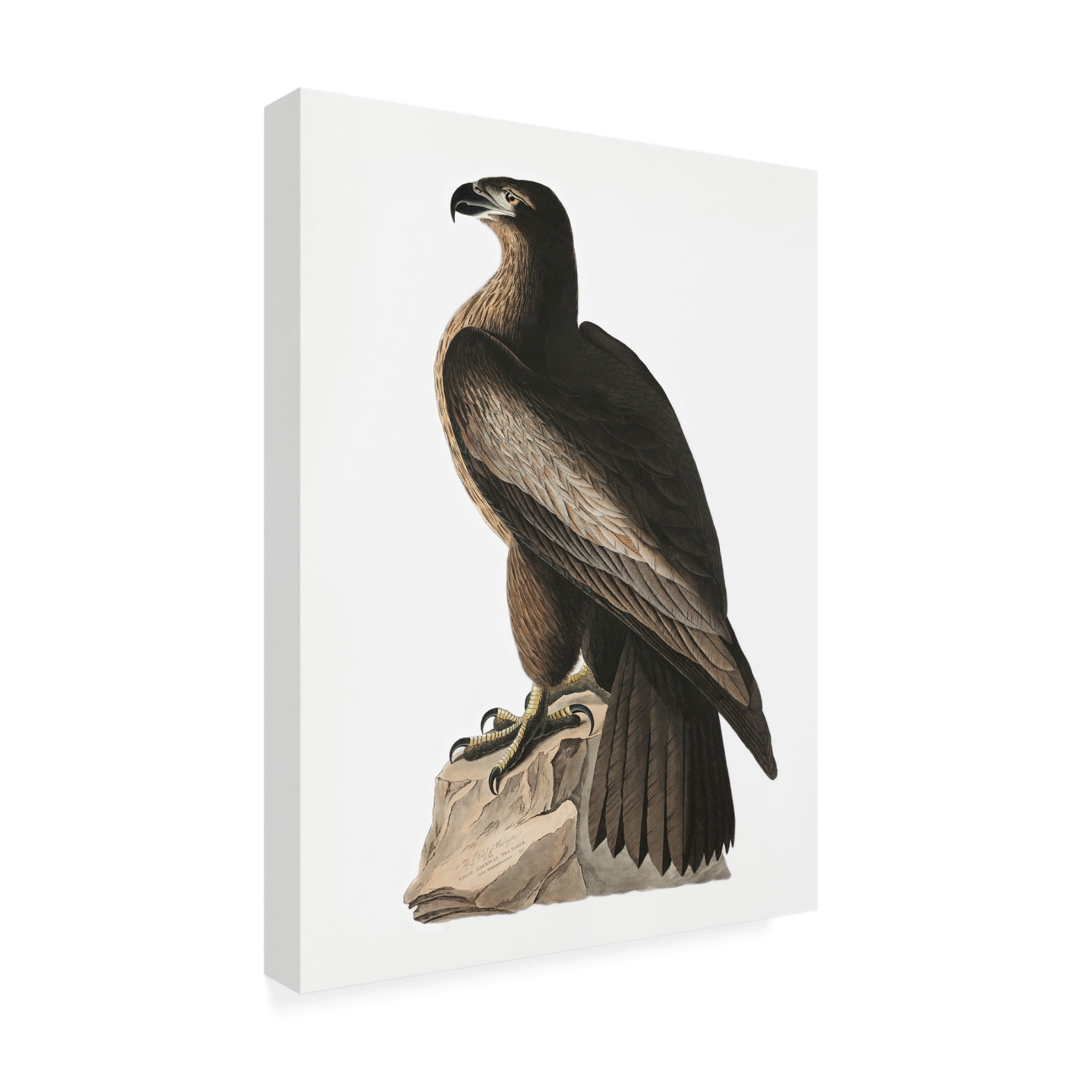 Trademark Fine Art Pictufy   Great American Sea Eagle From Birds of America 1827 Canvas Wall Art