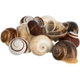 thumbnail image 1 of Hermit Crab Shells | 12 Brown and White Land Snail Shells 1"-1.5", 1 of 8