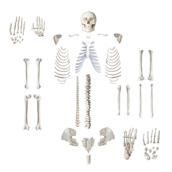 Anatomical Life Size Disarticualted Human Skeleton Model
