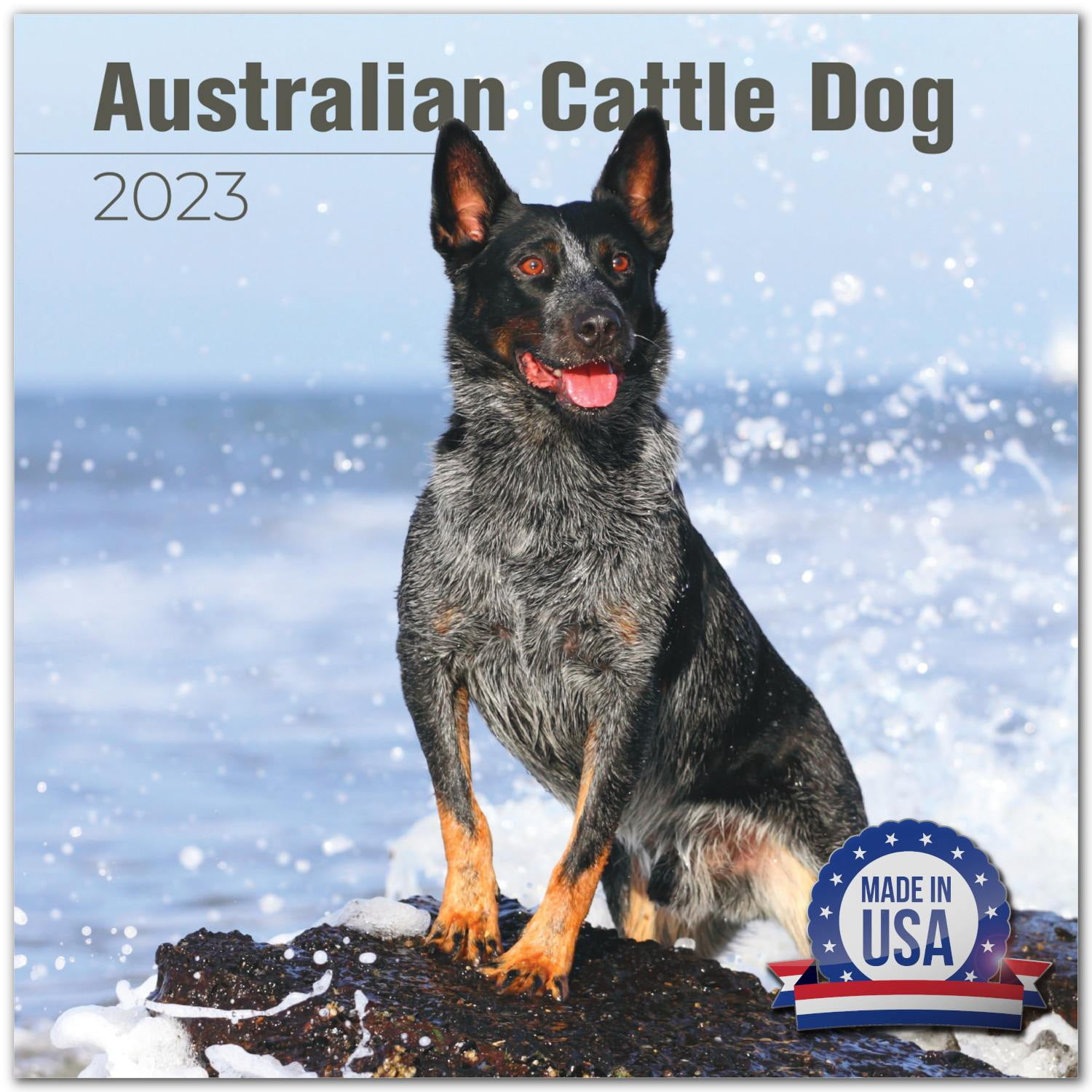 2022 2023 Australian Cattle Dog Calendar - Dog Breed Monthly Wall Calendar - 12 x 24 Open - Thick No-Bleed Paper - Giftable - Academic Teacher's Planner Calendar Organizing & Planning - Made in USA