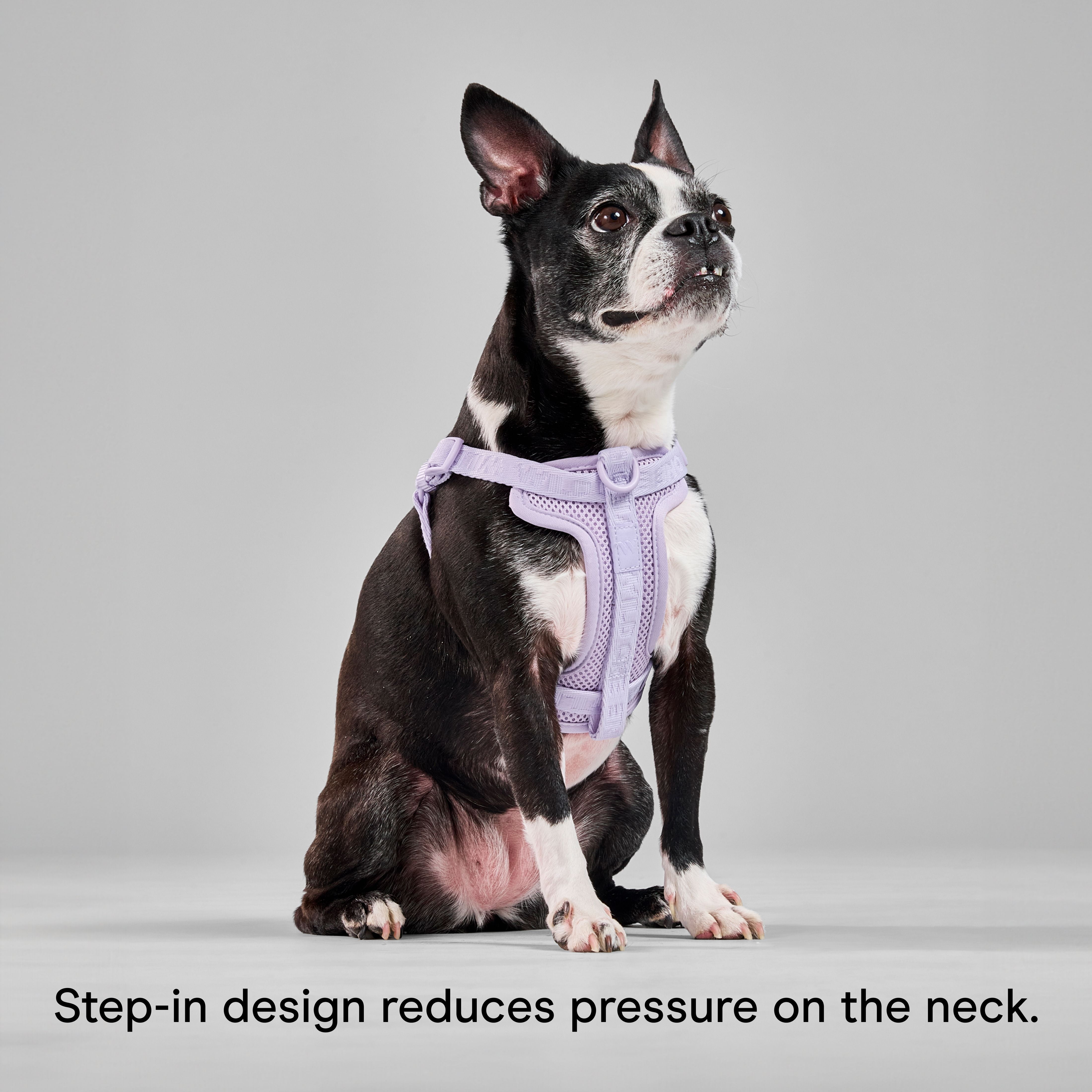 Wild One Adjustable Cushioned Step-In Dog Harness, Lilac, Large