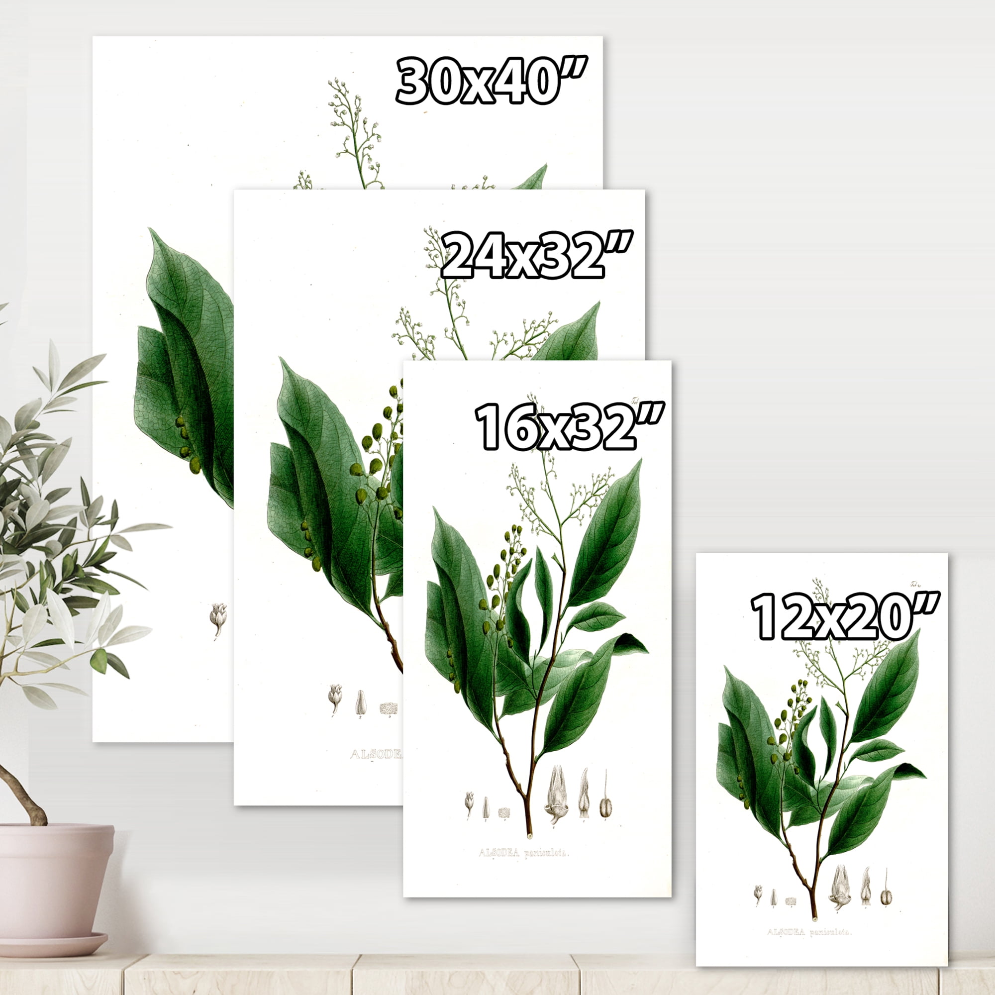 Designart ' Ancient Brazilian Plant II ' Traditional Canvas Wall Art Print