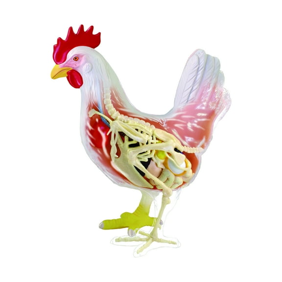 4D Master 4D Vision Chicken Anatomy Model