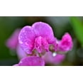 thumbnail image 3 of Sweet Pea Mammoth Mix Flower/ Annual/ Full Sun/ 225 Seeds 1 oz/ Zellajake Farm and Garden - B203, 3 of 5
