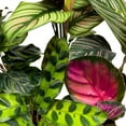 thumbnail image 6 of Florida House Plants 2-Inch Calathea Assortment Live Plant in Pots, Set of 5, 6 of 6